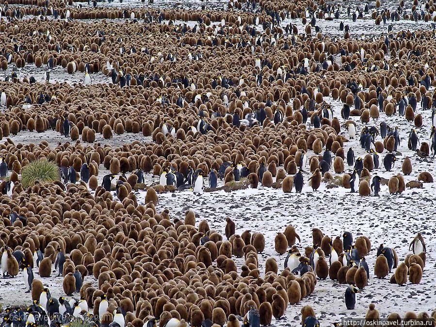 пингвин хотел бы сеять свёклу
солить капусту нянчить кур
сушить камыш растить колосья
но льды и шансов никаких пингвин хотел бы сеять свёклу
солить капусту нянчить кур
сушить камыш растить колосья
но льды и шансов никаких