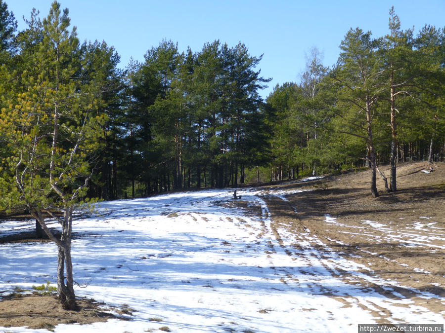 Под соснами Северной Ривьеры Сестрорецк, Россия Под соснами Северной Ривьеры Сестрорецк, Россия