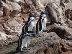 и сбежавшие из Антарктиды пингвины