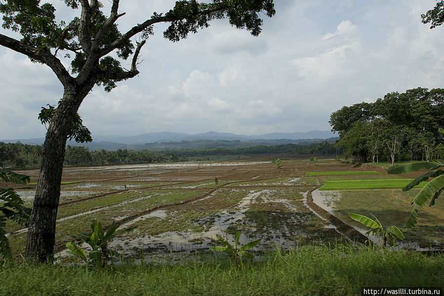 Поля под рис. Центральная Ява. Поля под рис. Центральная Ява.
