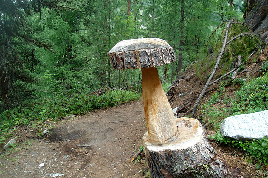 Кому-то было мало грибов Кому-то было мало грибов