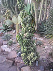 Оранжерея кактусов и суккулентов