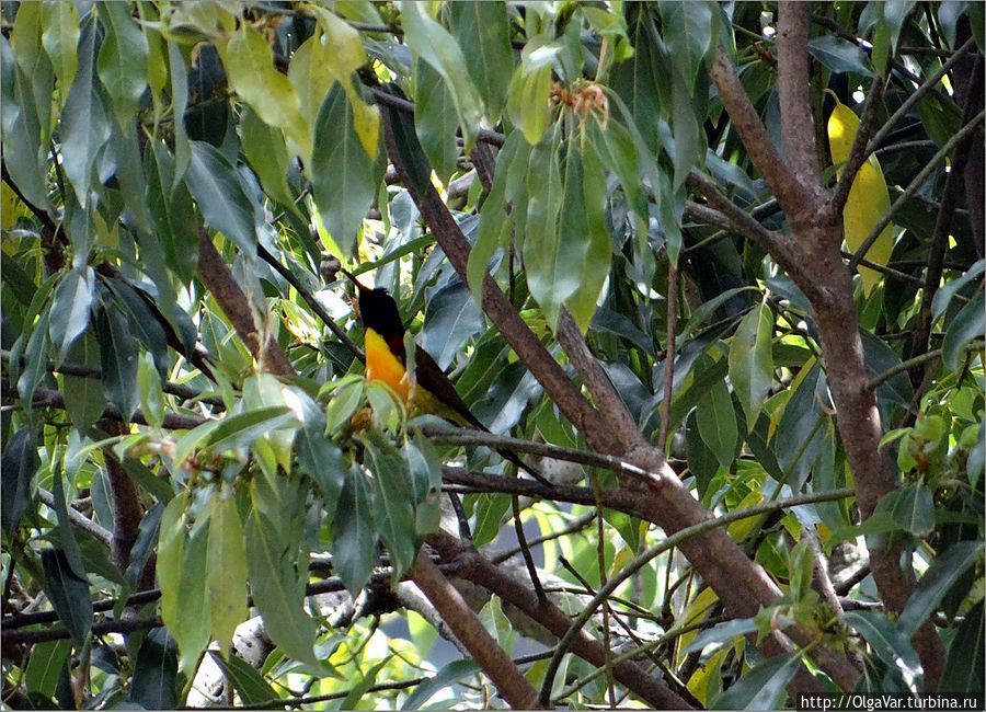 В парке насчитывают более 300 видов различных птиц. Вот один из них — небольшая птичка с желтой грудкой. Лангтанг, Непал