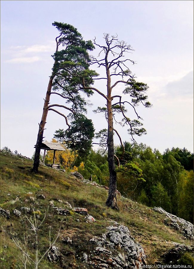 Каменские сосны Первоуральск, Россия