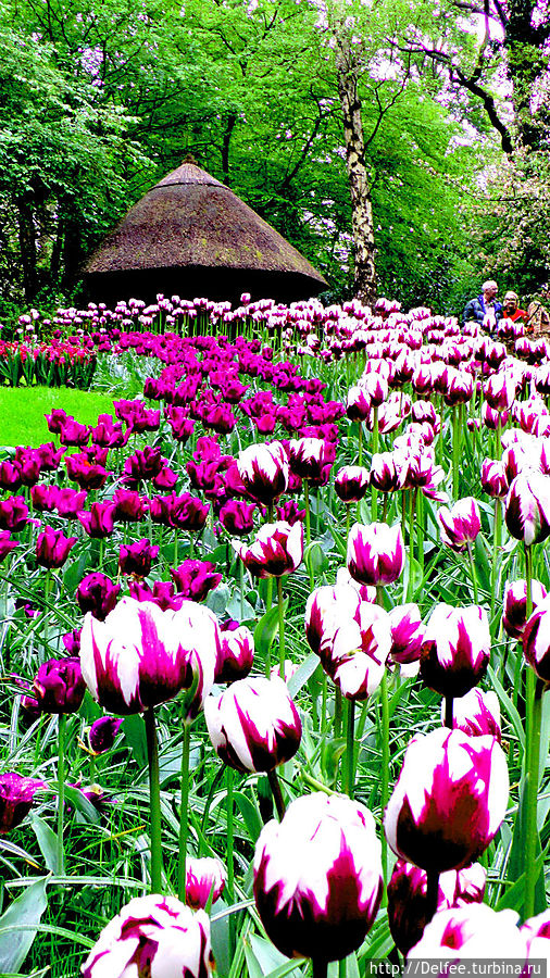 Царство тюльпанов: павильоны и оранжереи парка Кекенхоф Кёкенхоф, Нидерланды