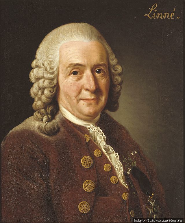 Портрет Карла Линнея (23 мая 1707 — 10 января 1778 ) работы Александра Рослина (1775) Уппсала, Швеция