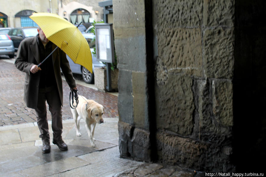 Четвероногие жители города-музея Бергамо, Италия Четвероногие жители города-музея Бергамо, Италия