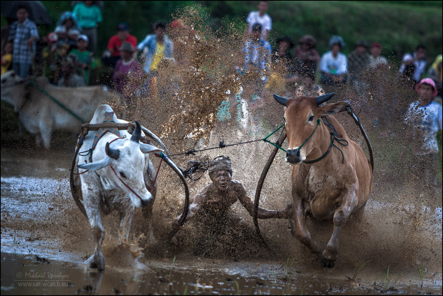 Фестиваль Pacu Jawi (гонки на быках) на Суматре