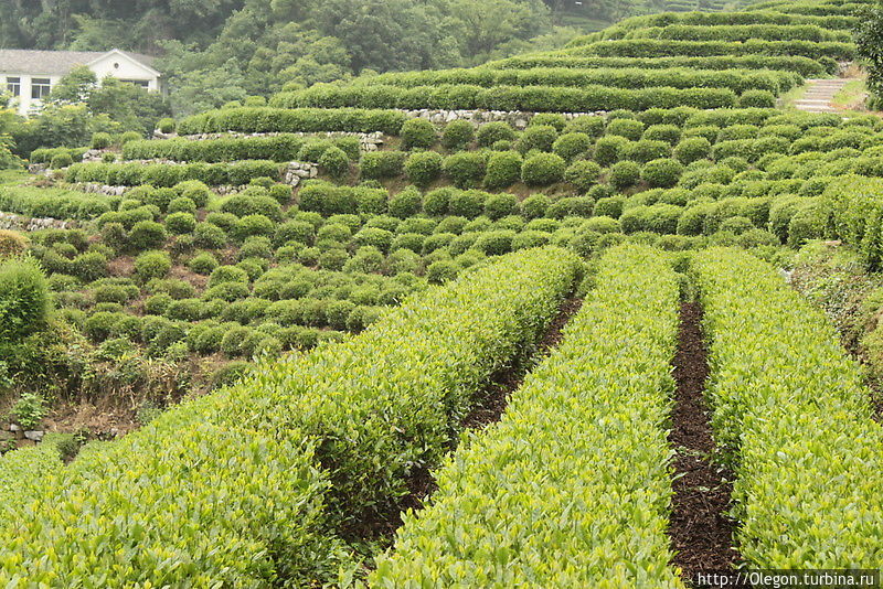 Чайные плантации Лунцзинь Ханчжоу, Китай