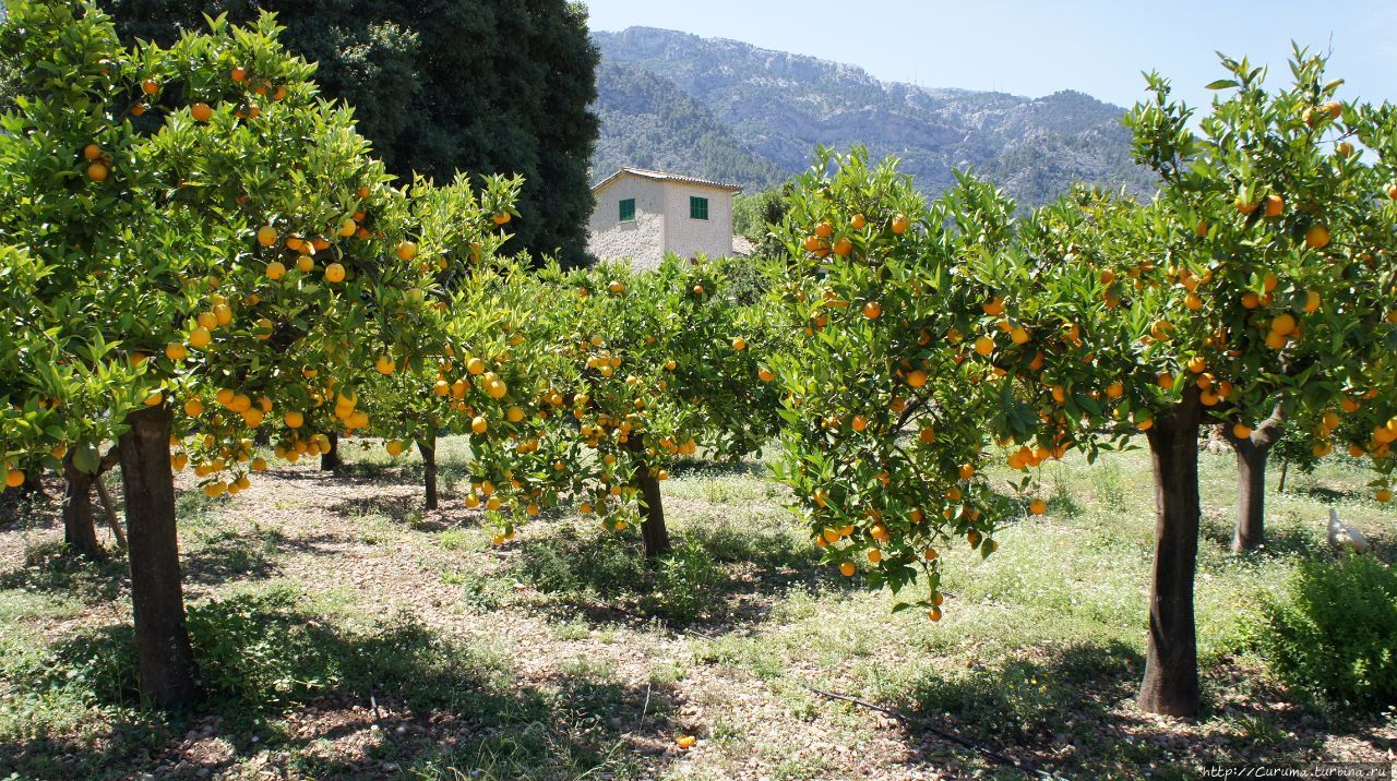 Эковиньясса — среди апельсинов и лимонов Сольер, остров Майорка, Испания