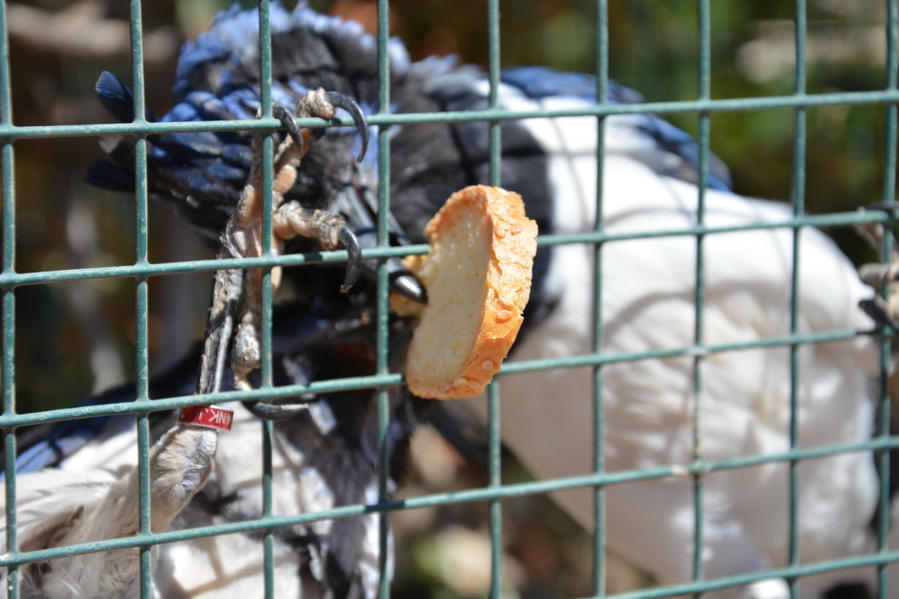 Синяя птица Счастья Афины, Греция Синяя птица Счастья Афины, Греция