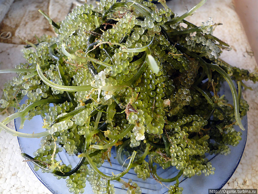 Эти красивые водоросли, которые можно есть сырыми,  не зря называют — морской виноград или зеленая икра. Круглые ягодки, на вкус чуть солоноватые, лопаются во рту подобно рыбным икринкам. Очень вкусно! Хагна, остров Бохол, Филиппины