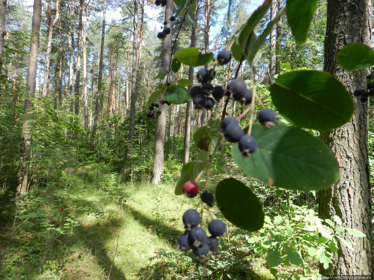 Шумел черешней брянский лес Брянская область, Россия