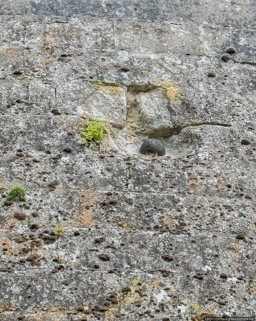 Гигантопродуктус обыкновенный Пьерфон, Франция