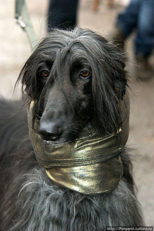 Какой породы эта дамочка не знаю,но уж очень была симпатичная. Какой породы эта дамочка не знаю,но уж очень была симпатичная.