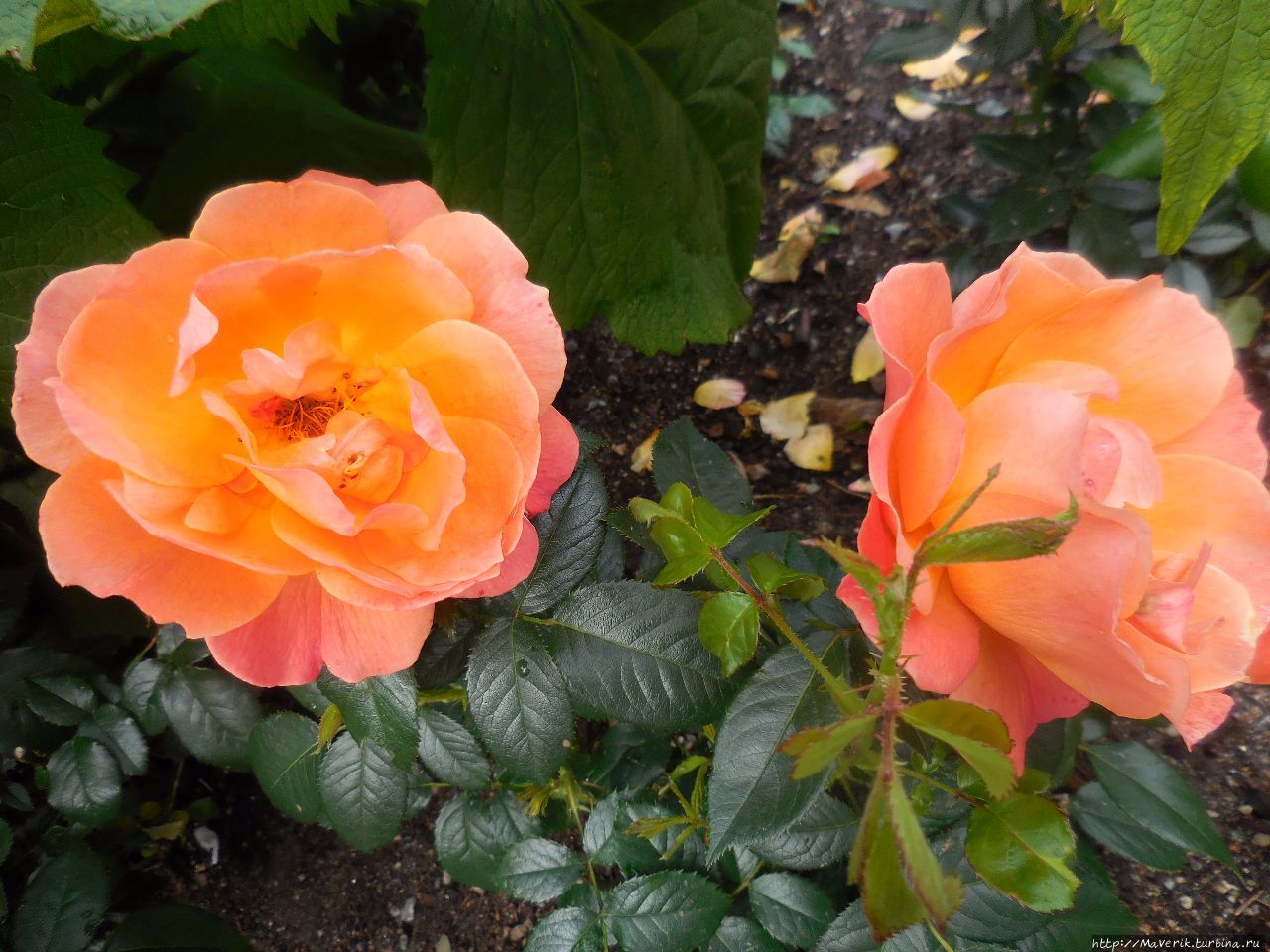 Молде — знакомство с Молде — знакомство с