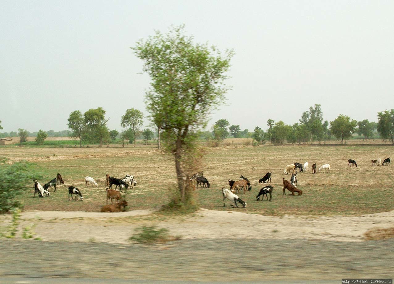 Другой Пакистан. Беглый взгляд из авто по дороге на юг. Мохенджо-Даро, Пакистан