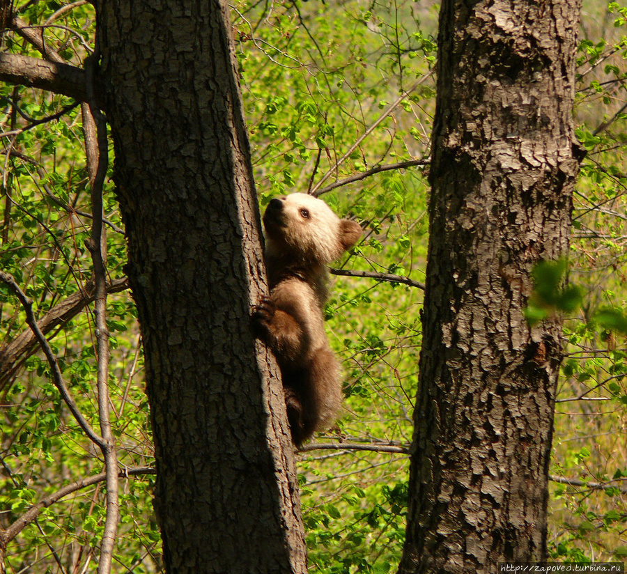 Бурый медвежонок.
Автор фото: Латыпов А. Шайтан-Тау Заповедник, Россия