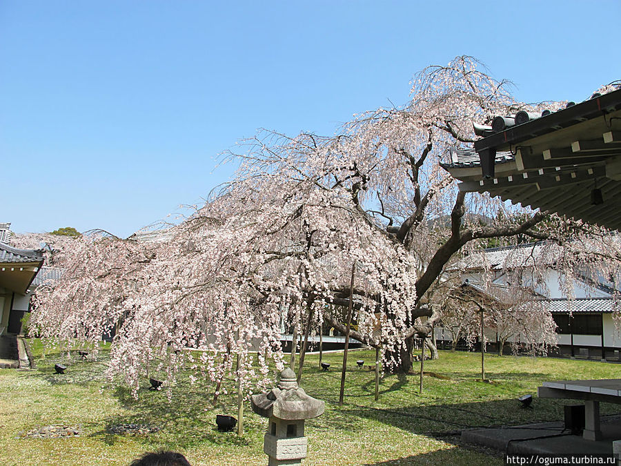 Вот оно — дерево которому более 200 лет Киото, Япония
