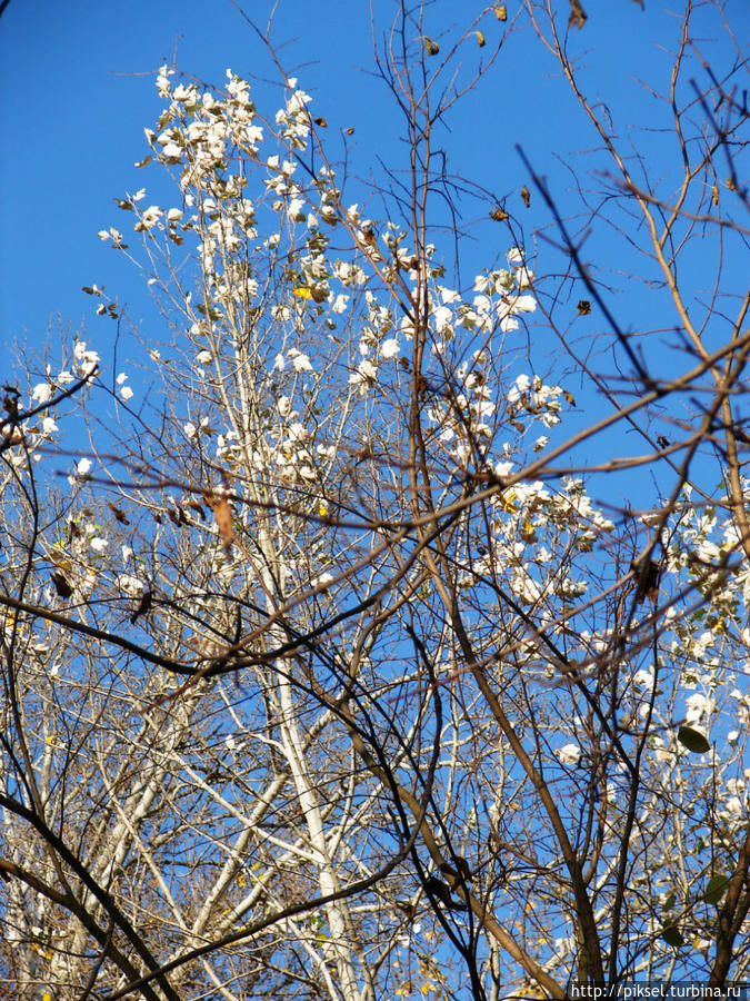 Осенняя медитация Киев, Украина Осенняя медитация Киев, Украина