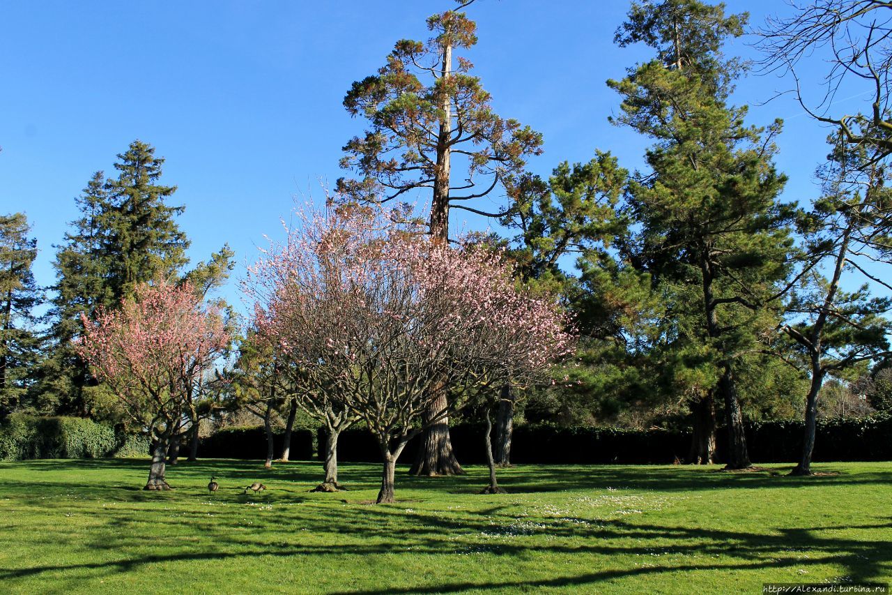 Японский сад дружбы в Сан-Хосе