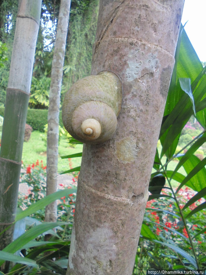 Королевский Ботанический Сад  в Перадении. Перадения, Шри-Ланка