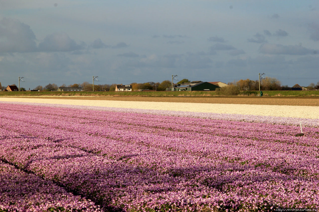 Как спланировать весеннюю тюльпановую поездку. Провинция Северная Голландия, Нидерланды