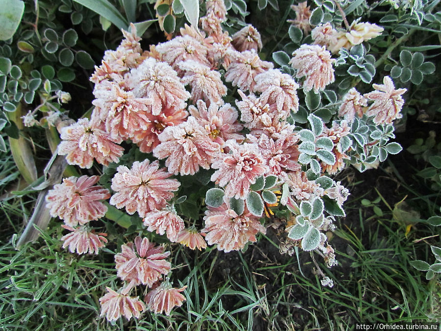 С первым заморозком нас! Харьковская область, Украина С первым заморозком нас! Харьковская область, Украина