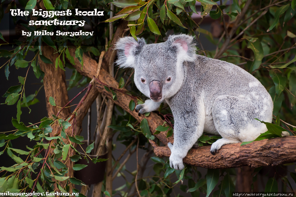 Заповедник коал Одинокая Сосна / Lone Pine Koala Sanctuary