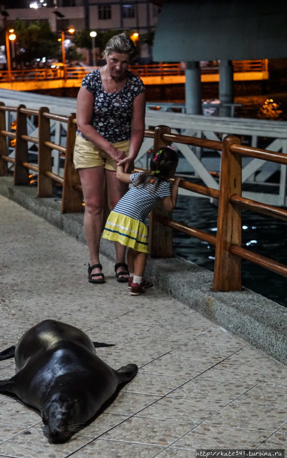 Эквадор c трехлеткой. Часть 4. Исабела. День 2 Остров Исабела, Эквадор Эквадор c трехлеткой. Часть 4. Исабела. День 2 Остров Исабела, Эквадор