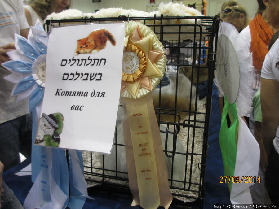 На кошачьей выставке в Хайфе Хайфа, Израиль