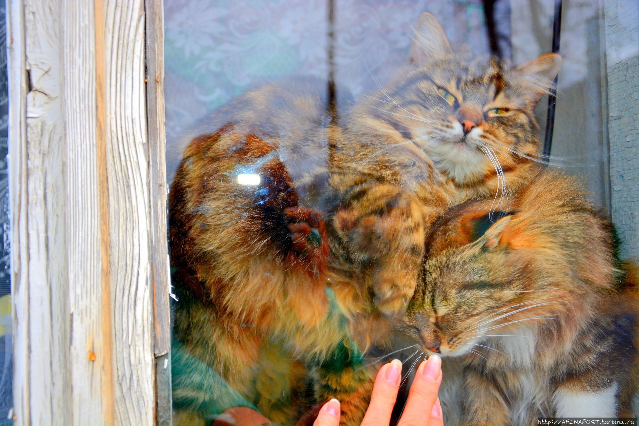 Торжокские киски Торжок, Россия Торжокские киски Торжок, Россия