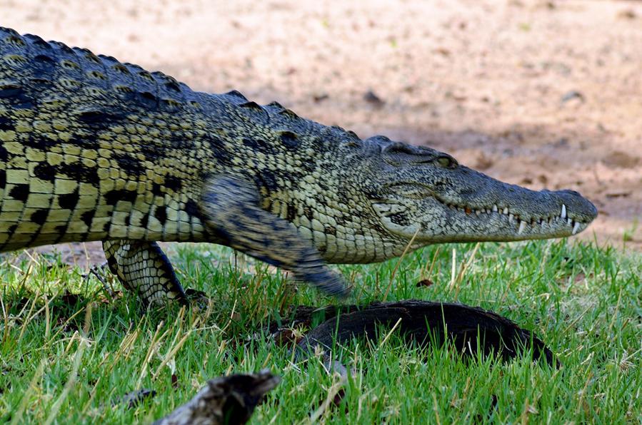 Крокодил шагает по земле Национальный парк Чобе, Ботсвана