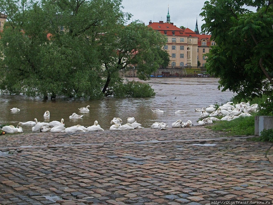 Наводнение в Праге 2013. Фоторепортаж с места события Прага, Чехия