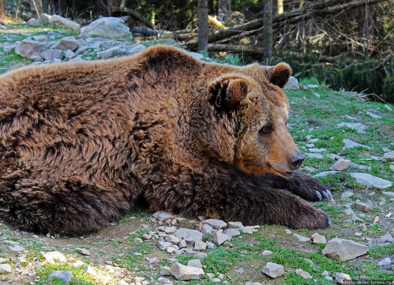 Центр реабилитации бурых медведей Синевир Национальный Парк, Украина