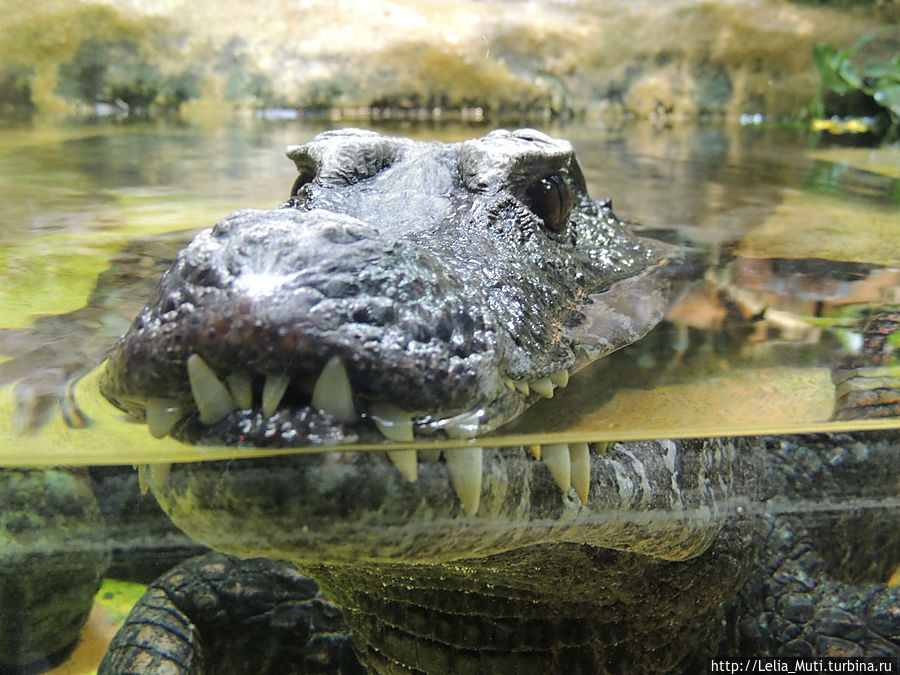 приснится ж блин, с ума сойдешь.... Рим, Италия приснится ж блин, с ума сойдешь.... Рим, Италия