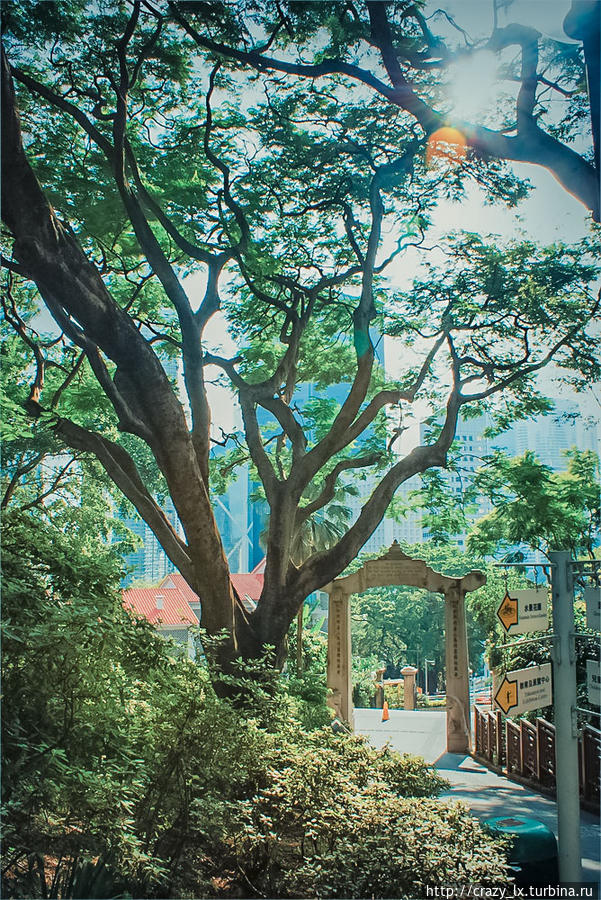 Что меня очень порадовало в Гонконге, это соседство урбанистических небоскребов и буйно зеленеющих садов и парков. Практически в самом центре города можно спокойно побродить в таком тихом уголке. Гонконг