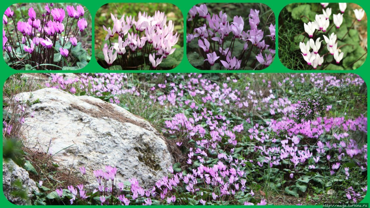 Весеннее Иерусалимский округ, Израиль Весеннее Иерусалимский округ, Израиль