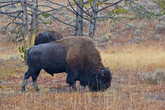 Американский бизон (лат. Bison bison).Вид полорогих млекопитающих, подсемейства Bovinae. Йеллоустонский национальный парк. США. На территории Йеллоустонского биосферного заповедника находится около 4000 тысяч бизонов. Что является одним из самых больших мест обитания.