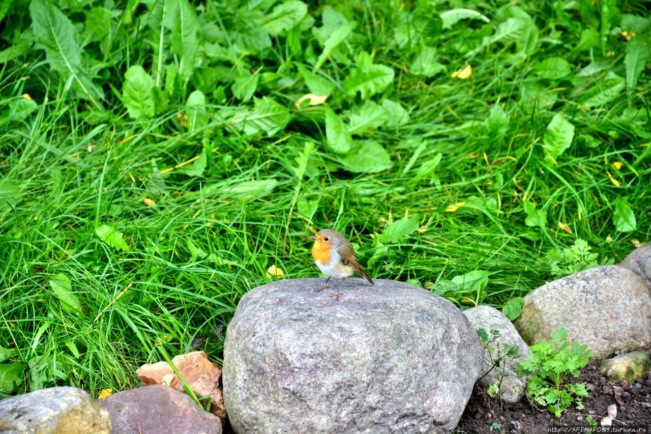 Осень. Зарянка. Родственные души Москва и Московская область, Россия Осень. Зарянка. Родственные души Москва и Московская область, Россия