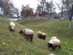 Просто милые румынские овечки