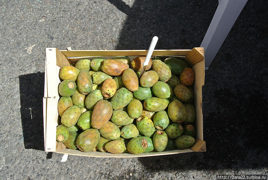 Плоды кактуса опунция Плоды кактуса опунция