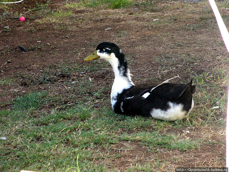 Дидим в конце октября Дидим, Турция Дидим в конце октября Дидим, Турция