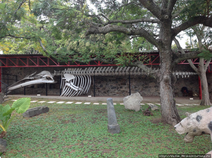 Скелет кита. Колония-дель-Сакраменто, Уругвай