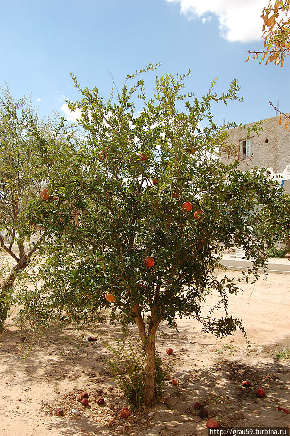 Придорожное кафе в пустыне Матмата, Тунис Придорожное кафе в пустыне Матмата, Тунис