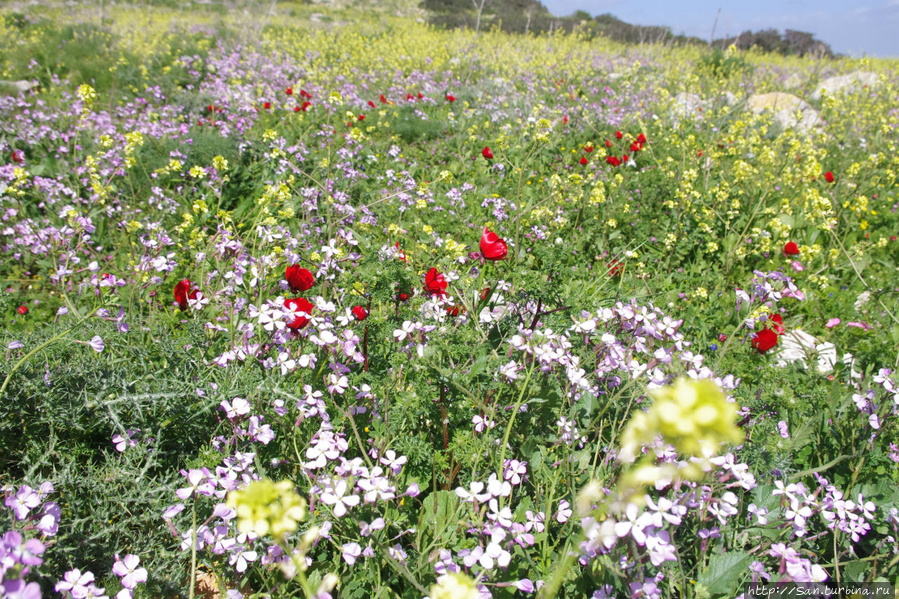 Весна идет по Израилю Афула, Израиль
