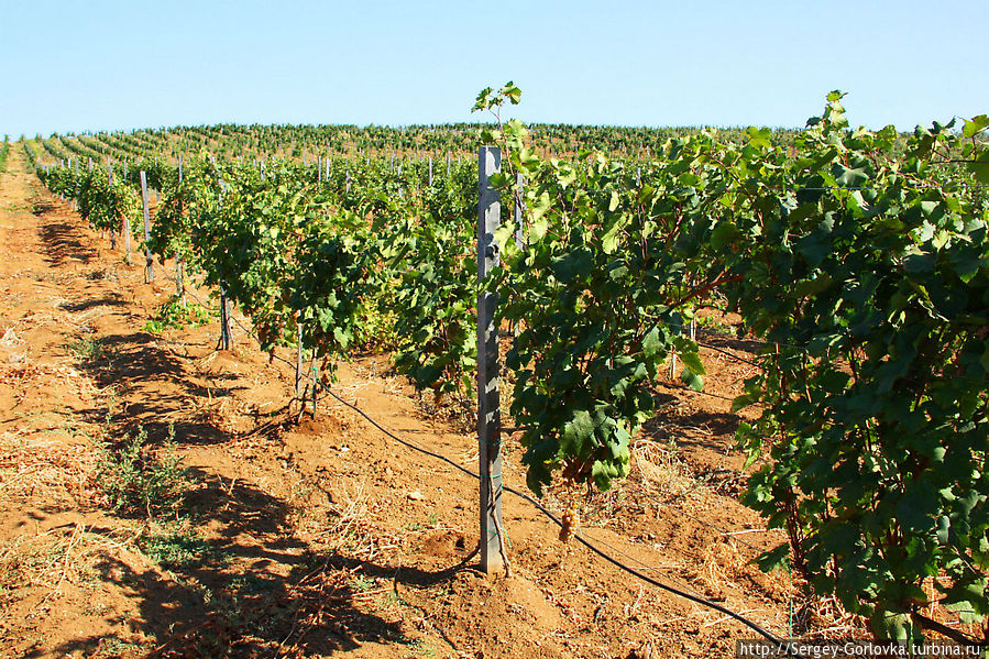 Золотая Амфора 2012 Песчаное, Россия Золотая Амфора 2012 Песчаное, Россия