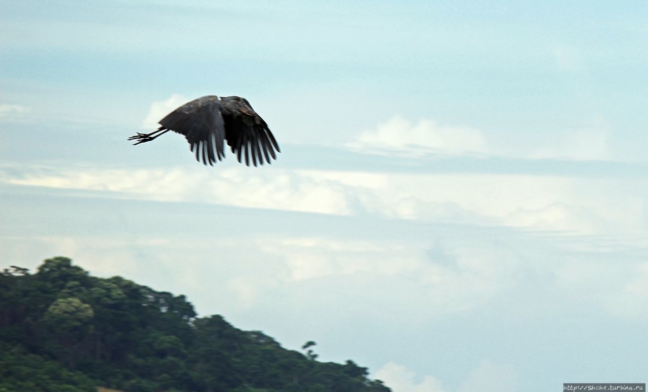 Редкая удача — птица-китоглав в живой природе Мабамба-Свомп, Уганда