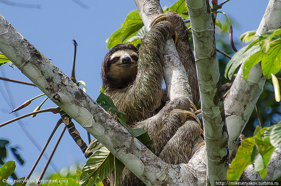Знакомство с Коста Рикой и парк Верагуа Провинция Лимон, Коста-Рика