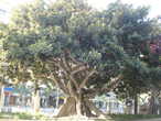 Оливковое дерево.  Ему около 2000 лет.